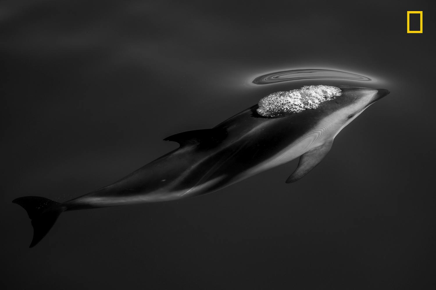 En delfin i vannet.